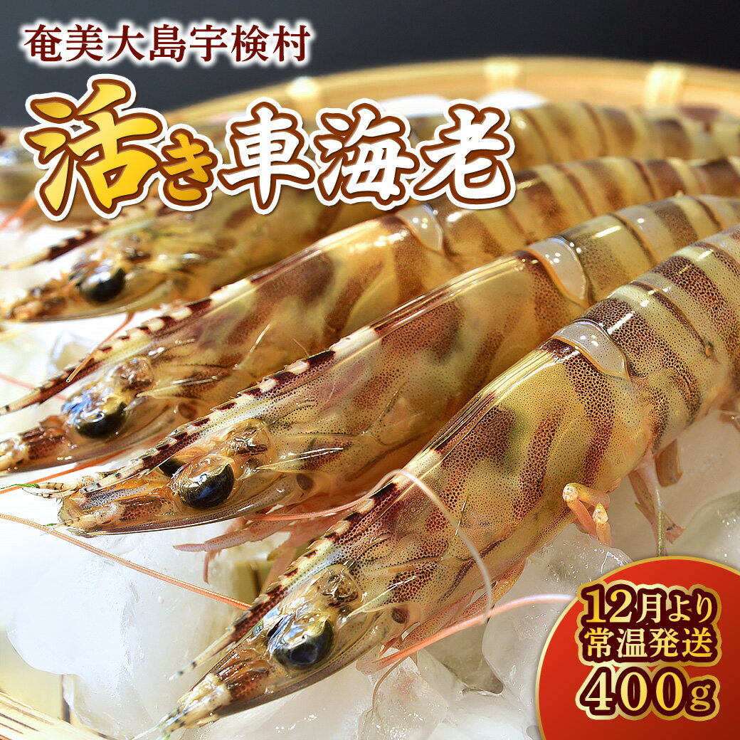 【ふるさと納税】 活き 車海老 400g 【楽天限定 12～1月発送分 先行優先予約 期間限定 】 常温 活きたまま 鮮度抜群 厳選 ふるさと納税 おすすめ 人気 奄美大島 宇検村 エビ 刺身 塩焼き 海鮮 魚介類 海産物 シーフード 厳選 贈答 お歳暮 養殖 鹿児島県 送料無料 (時間指定)