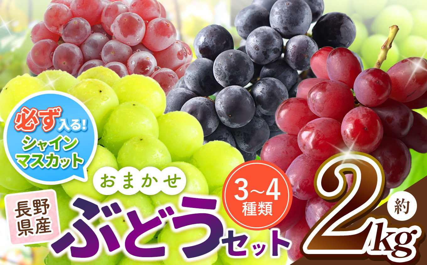 
            【ご家庭用】【先行予約】シャインマスカット の 入った お任せ ブドウ セット【9月下旬頃～発送予定】 | 果物 くだもの フルーツ 葡萄 ぶどう ブドウ マスカット シャインマスカット おまかせ セット 長野県 塩尻市
          