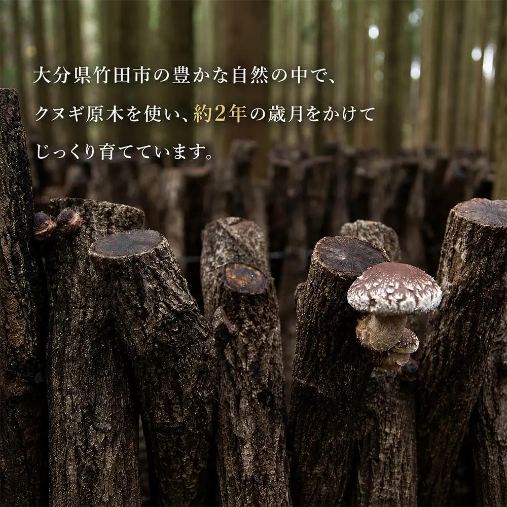 原木椎茸 どんこ椎茸 約300g （ 約60g × 5袋 ）