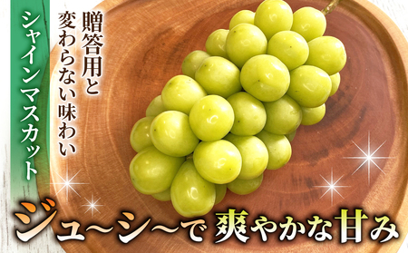 【おがわら農園】家庭用欲張りセット！（シャインマスカット2房・種無し巨峰2~3房）約1.8~2kg