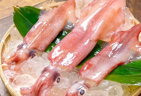 船上スミ抜きケンサキイカ 400g（2～3杯）【いか 剣先いか 400g 烏賊 イカ ケンサキイカ 贅沢 刺身 おかず おつまみ お酒 冷凍 地物 天然物 新鮮 真空パック 旨い 海産物 魚介類 獲れ