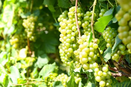 「月虎 シャルドネ」 白ワイン 辛口 （720ml×1本）　018-E-CK016