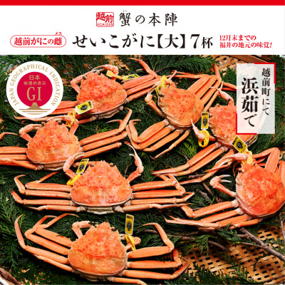 浜茹で【越前せいこがに　大　250g前後】7杯セット　11～12月順次発送【配送不可地域：離島・北海道・沖縄】【1397170】