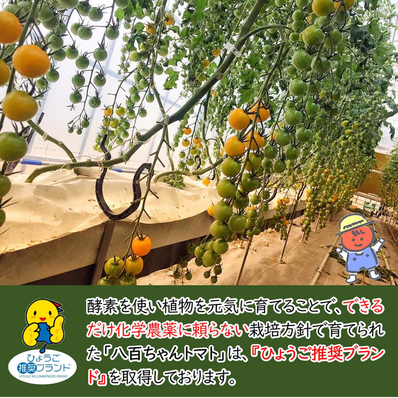 【定期便・全5回】イエローミニトマトのトマトジュース 1L 3本セット × 5回｜国産 姫路産 八百ちゃんトマト 100%ストレート