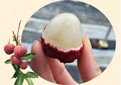 【期間限定発送】 生ライチ 15粒入り [大黒園 宮崎県 日向市 452060925] 果物 フルーツ 国産 宮崎産