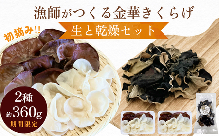 ＜ 期間限定 ＞漁師がつくる金華きくらげ 生と乾燥セット 合計約360g 生きくらげ 乾燥きくらげ キクラゲ 木耳 きのこ 乾燥 国産 食物繊維 野菜