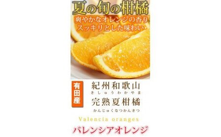 【2024年発送】秀品　希少な国産バレンシアオレンジ　２．５ｋｇ