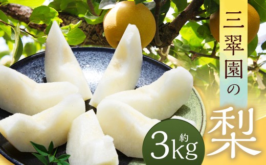 三翠園の梨 3.0kg 【2026年8月上旬～12月上旬迄順次発送予定】 3キロ 梨 なし ナシ 果物 果実 フルーツ 幸水 豊水 二十世紀 あきづき 新高 新興 九州 福岡県 嘉麻市 冷蔵