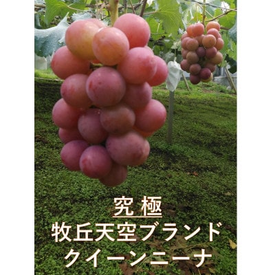 【2026年発送】9月中旬発送「牧丘天空の丘クイーンニーナ」約1kg(2〜3房)【配送不可地域：離島・沖縄県】【1473341】