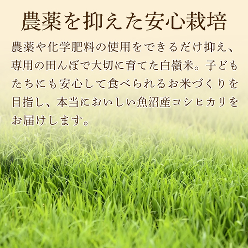 【4ヶ月定期便】魚沼産コシヒカリ 特選米 5kg(5kg×1袋) | 津南町 魚沼 令和7年