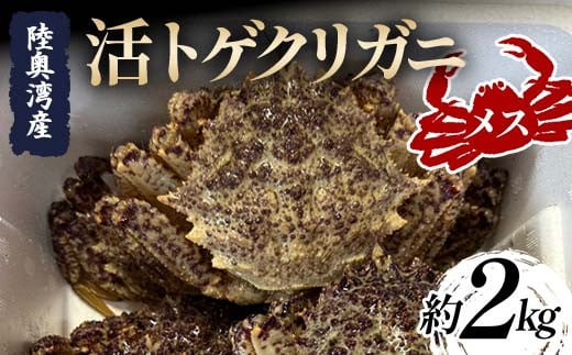 陸奥湾産 活トゲクリガニ (メス) 約2kg (10～20杯) 【飛佳丸】漁師直送 かに カニ 蟹 魚介 青森 青森県 東北 むつ湾 F21J-252