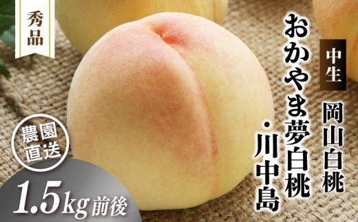
                  岡山白桃 （中生／おかやま夢白桃・川中島）秀品 1.5kg前後 4～6玉 momo44 / 白桃 贈答 お中元 ギフト 産直 高級 フルーツ 果物 くだもの プレゼント 【配送不可地域：北海道／沖縄県／離島】 【jujy080-01】
                