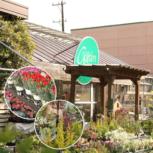 【先行予約】 母の日に！ カーネーション ピンク 2026年5月から順次発送 オンライン決済限定 花 花