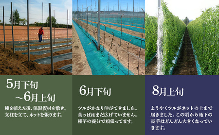 北海道 十勝の大地が育てたシャキシャキ食感と強い粘り 幕別産 長いも 2Lサイズ 10kg［木川商店］【 長いも 長芋 ながいも ナガイモ とろろ 芋 いも 野菜 10kg 5kg  産地直送 旬 濃