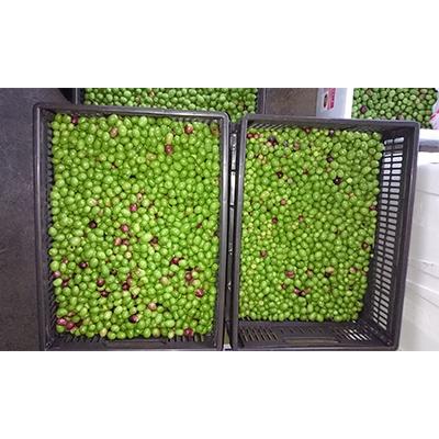 ふるさと納税 朝倉市 あさくらんオリーブ　エクストラバージンオリーブオイル(100g×1本) |  | 02