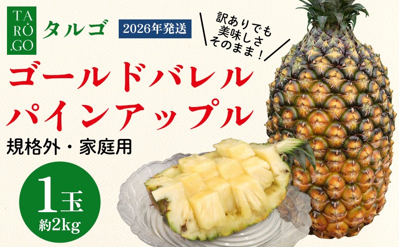 
                  【規格外・家庭用】TARUGO　ゴールドバレルパイン約2kg（1玉）2026年発送 家庭用 パイン パインアップル パイナップル タルゴ タルゴゴールド ゴールドバレル 葉ナシ ご自宅用 訳あり 国産パイン 規格外 生産者応援 農家応援 高級フルーツ 大玉 国産 やんばる 沖縄 東村
                