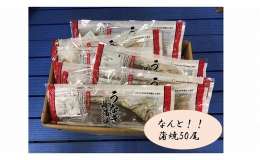 どーんとお届け！特大50尾　鹿児島県産長蒲焼【A902】