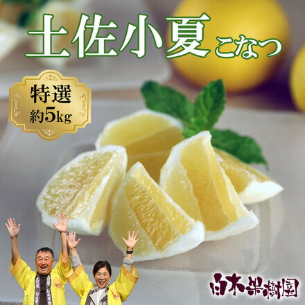 【ふるさと納税】【先行予約】＜白木果樹園＞土佐小夏 特選品贈答用 約5kg 5キロ こなつ 小夏 柑橘 かんきつ 柑橘類 フルーツ 日向夏 ニューサマーオレンジ 果物 デザート おやつ ジャム プレゼント ギフト ご贈答 贈り物 ふるさとのうぜい 故郷納税 返礼品 芸西村 高知県