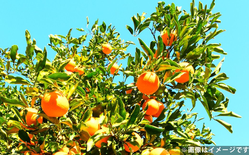清見 オレンジ 約3kg  柑橘 みかん ミカン 蜜柑 果物 フルーツ きよみ デザート【2026年3月下旬〜4月上旬発送予定】