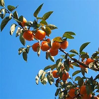 ふるさと納税 天理市 【R8年10月以降発送】刀根早生柿発祥の地・天理市のひらたねなし柿(L〜3Lサイズ、28〜36個) |  | 03