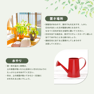 2026年3月上旬～発送 モンステラ 70cm～90cm 黒シュエット鉢 鎌ヶ迫園芸場 IB086-012 観葉植物 観葉植物