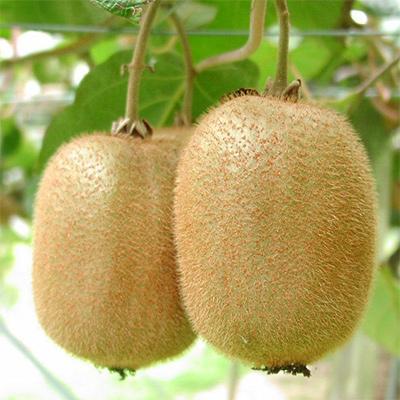 ふるさと納税 紀の川市 和歌山県産紀の姫キウイフルーツ約1.8kg(玉数おまかせ)・秀品 【2027年度分】 |  | 01