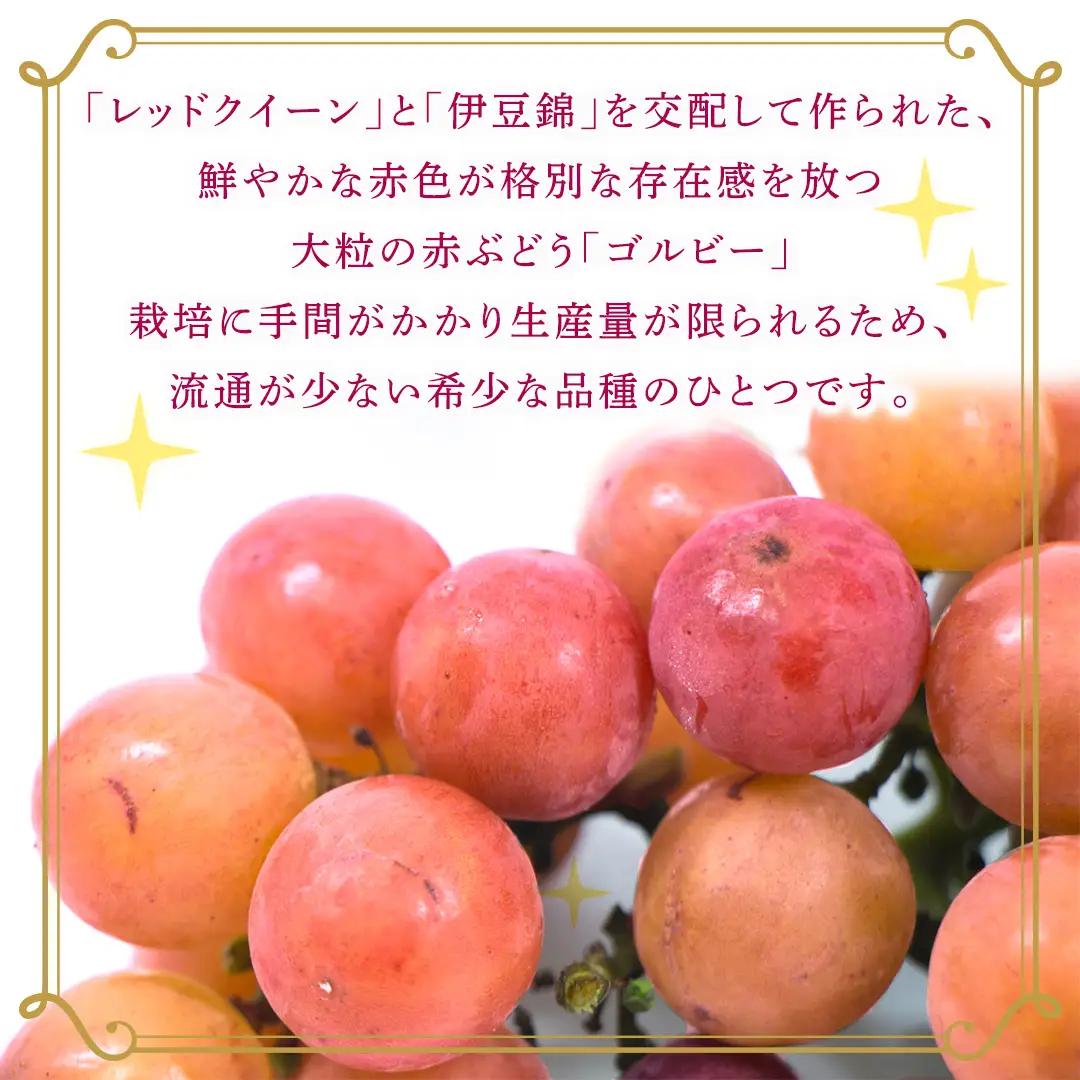 ゴルビー 約5kg(約8～12房)【2026年9月より発送開始】（茨城県共通返礼品 [ぶどう]：結城市産） │ ぶどう 赤ぶどう 高級 希少品種 大粒 甘い 果物 フルーツ 旬