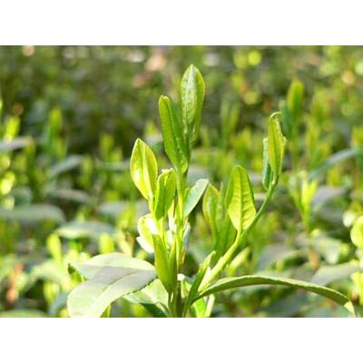 ふるさと納税 宇治市 森半 宇治産 手摘み玉露　80g |  | 02