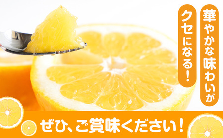 【2027年先行予約】柑橘 天草晩柑 4kg あまくさ晩柑 晩柑 ばんかん 天草 苓北 都呂々 九州 熊本 果物 フルーツ 送料無料《2027年3月上旬-5月下旬頃出荷予定》