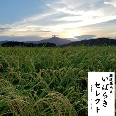 ふるさと納税 茨城県 茨城県産 こしひかりミックス 精米 令和7年産　10kg×1袋