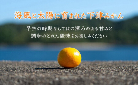早生みかん 約5kg 大小混合 《ご家庭用》 和歌山県産 農園直送 まごころ産直みかん 【北海道・沖縄県・一部離島 配送不可】ちょっと訳あり ミカン 蜜柑 温州みかん わけあり 訳アリ ［Mg14］