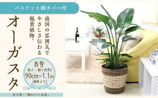 【観葉植物】オーガスタ 8号 ストライプバスケット鉢カバー 土の表面：ウッドチップ 【観葉植物 植物 鉢付 インテリア 部屋 室内 オフィス 癒し エコ グリーン マイナスイオン リラックス オシャレ おしゃれ ギフト プレゼント 贈り物 人気 おすすめ  福岡県筑前町 送料無料 AG033】