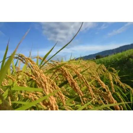 令和8年産コシヒカリ 多湖農園の『はじめの一穂』8.8kg 精米【1777406】
