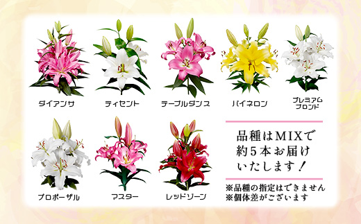 【生産者直送】【幸せと笑顔を届けるオリエンタルリリィ（約5本）】ユリ 百合 花 切り花 フラワー 艶やか 美しい 華やか 可憐 鮮やか 長持ち 強い 有機肥料 自然 人気 ラッピング プレゼント 贈り