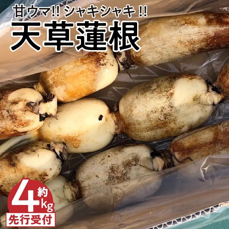 S089-010_天草蓮根　約4キロ