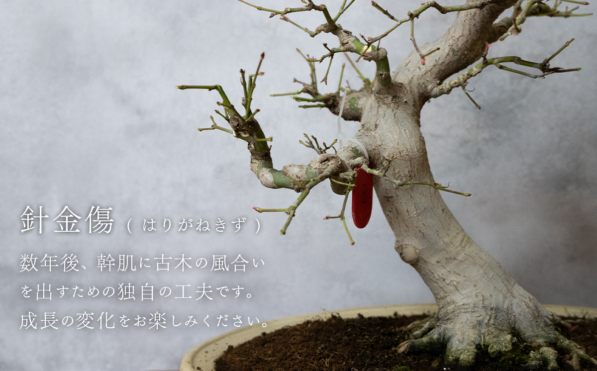 【1点物】 盆栽 もみじ （紅千鳥） (8) 国風盆栽展 入選 作家 古澤辰雄 ⑧もみじ（紅千鳥）取木６年