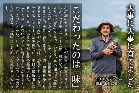 【2025年6月上旬～7月中旬発送】農家直送！石垣島産スナックパイン 4玉入 (約2.4kg) 【 沖縄県 石垣島 石垣市 スナック ポコット ボゴール パイン アップル 農家 直送 】TK-9