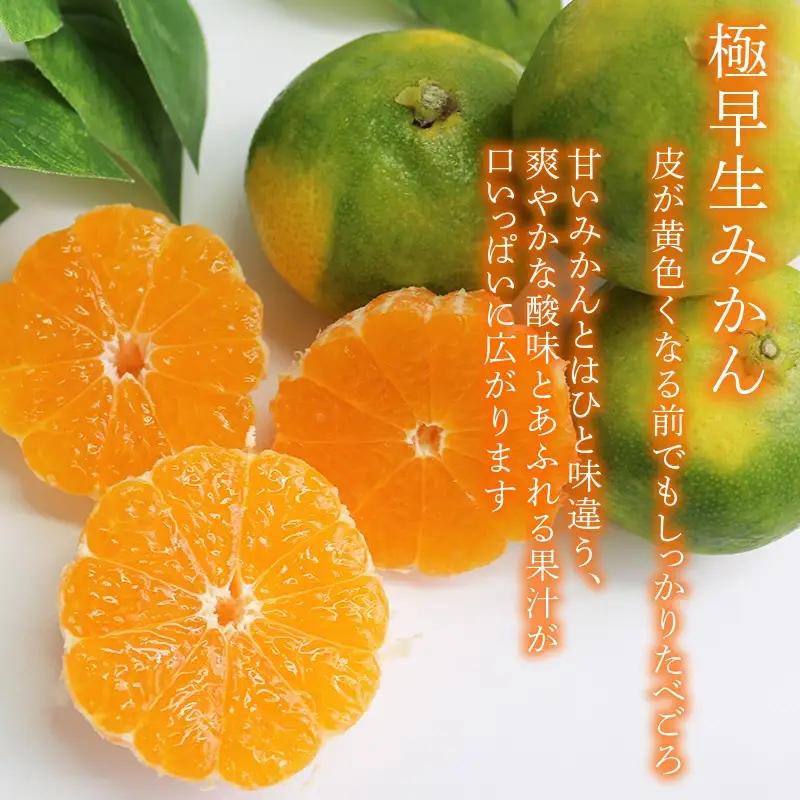 【先行予約】極早生みかん 5kg | 温州みかん みかん 蜜柑 ミカン 柑橘 緑のみかん 酸っぱい 酸味 家庭用 秋の味覚 旬 ごくわせ フルーツ 果物 くだもの 産地直送 数量限定 期間限定 人気 