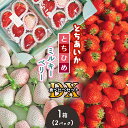 【ふるさと納税】とちあいか・とちひめ・ミルキーベリー食べ比べセット DX 〈期間限定〉1月～2月 ｜ 苺 いちご とちあいか とちひめ ミルキーベリー パック 特産品 栃木県 真岡市