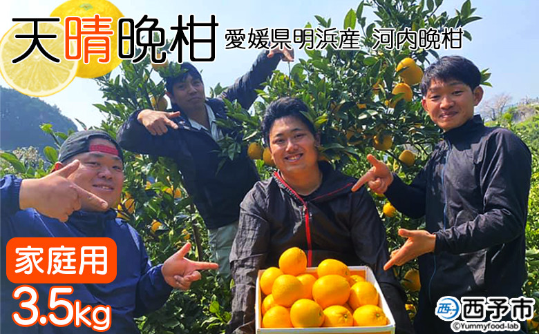 
愛媛県明浜産　天晴晩柑（河内晩柑）　3.5kg
