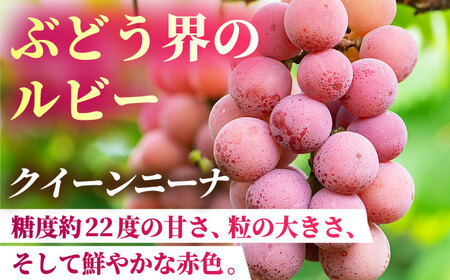 【2026年発送先行予約】食べ比べセット 約600g（シャインマスカット ＆ クイーンニーナ 各一房）【合同会社 社方園】[ZBZ036]