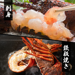 海鮮セット 活伊勢海老＆サザエ Aセット 活き伊勢海老 2～3匹 活サザエ 4～15匹 水産