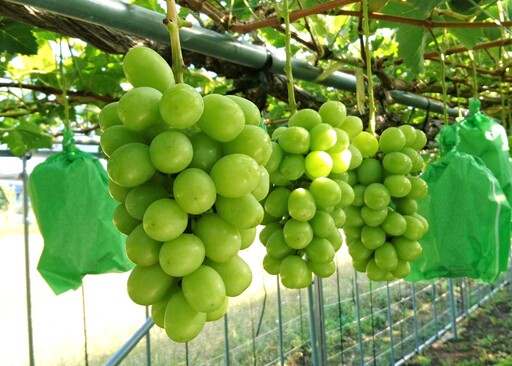 ぶどう（シャインマスカット）２ｋｇ　0009-2609