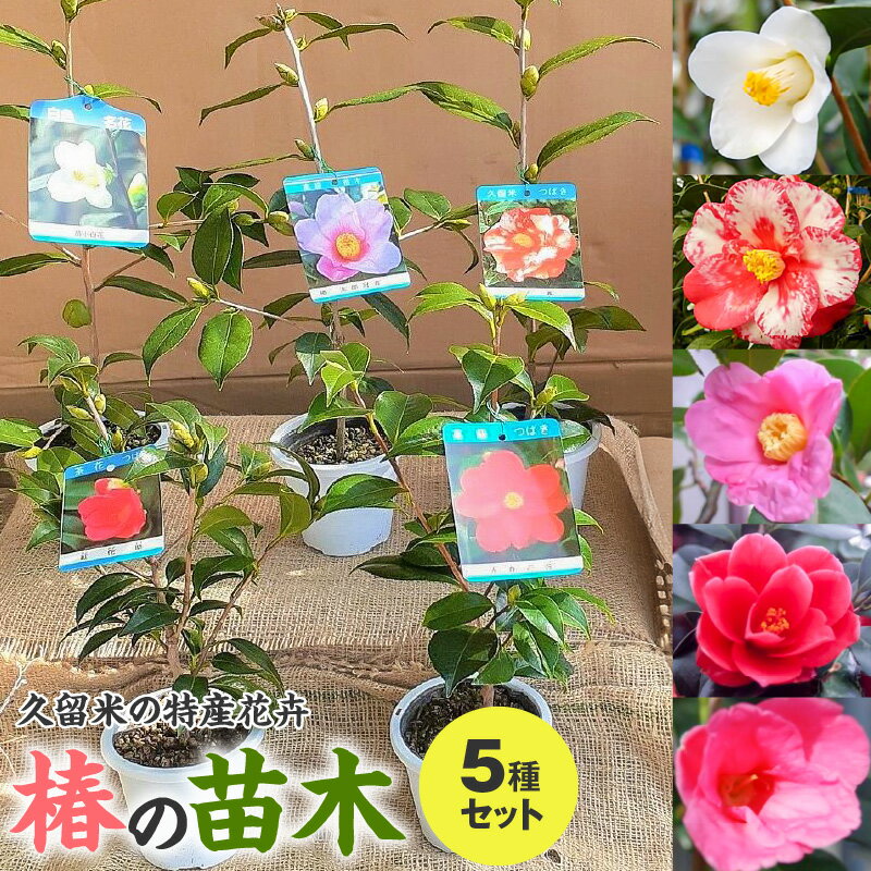 【ふるさと納税】苗木 椿 5種 セット 久留米の特産花卉 最小白花 太郎冠者 正義 紅侘助 赤春の台 秋～春 開花 花 一重咲 八重咲 鑑賞 説明書付き 鉢植え 花 庭 園芸 植え付け 支柱 ガーデニング 肥料 特産品 久留米つばき研究会 福岡県 久留米市 お取り寄せ 送料無料
