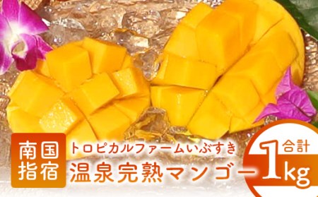 2026年 発送 温泉完熟マンゴー約1kg トロピカルファームいぶすき 022-1765 マンゴー フルーツ 果物 旬 夏 指宿 いぶすき 鹿児島