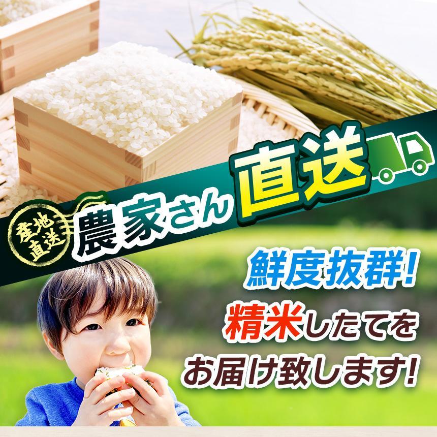 栃木県産 お米 こしひかり 10kg |  栃木県 矢板市 【栃木県共通返礼品】