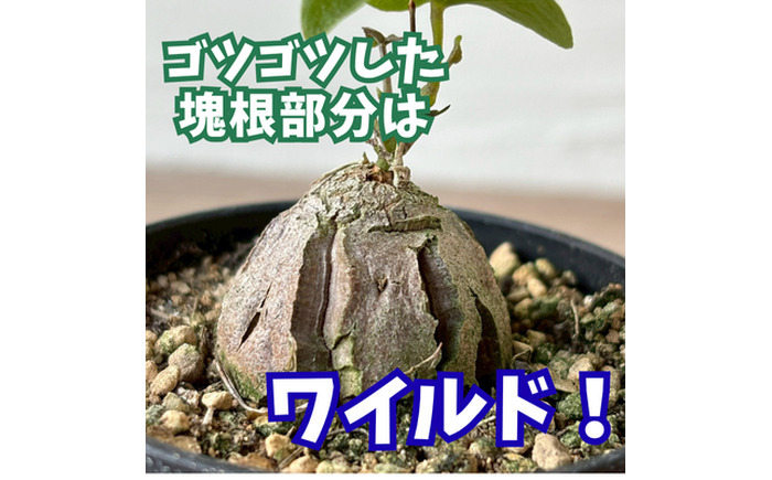 希少塊根植物（亀甲竜）/ 植物 インテリア 苗 自然 ナチュラル 緑 栽培 趣味 【見元園芸】 [ATHY002]