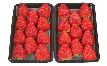 いちご 2026年 先行予約 約300g×2パック 当日収穫発送！ イチゴ 苺 フルーツ 果物 岡山 赤磐市産 農マル園芸 あかいわ農園 果物類 