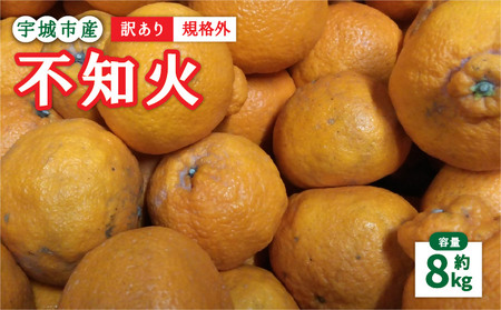 先行予約 訳あり 不知火 8kg 規格外 サイズ不選別【2027年1月下旬-2月下旬発送予定】  柑橘 訳アリ 不知火デコポンR  デコポンの品種名が不知火 デコポンR デコポンはJA熊本果実連の登録商標 デコポン発祥の地