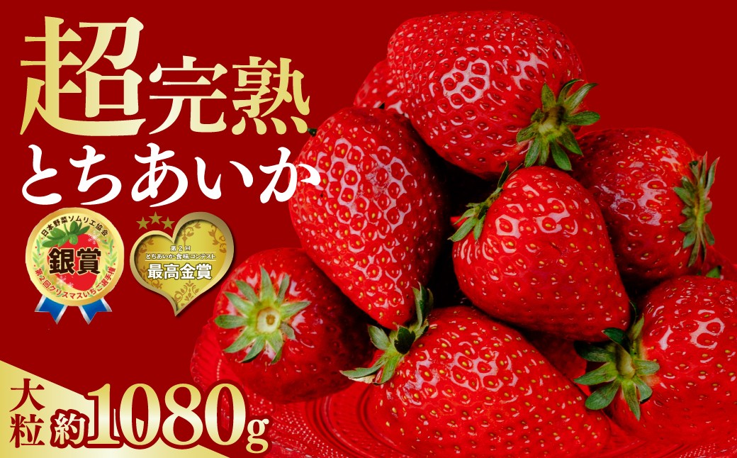 
                  【選べる発送月】いちご 選手権金賞農園の 厳選&完熟&朝摘み とちあいか 大粒 約270g × 4パック 合計 約1080g | いちご イチゴ 苺 とちあいか とちおとめ 第2回いちご選手権金賞 ブランドいちご ストロベリー 完熟 甘い あまい 果物 フルーツ くだもの 旬 産地直送 栃木県産 鈴木ファーム 栃木県 茂木町
                